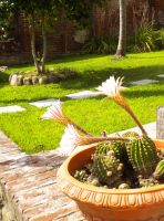 mCactus